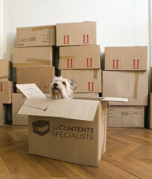 cute little dog peaking its head out of a cardboard box